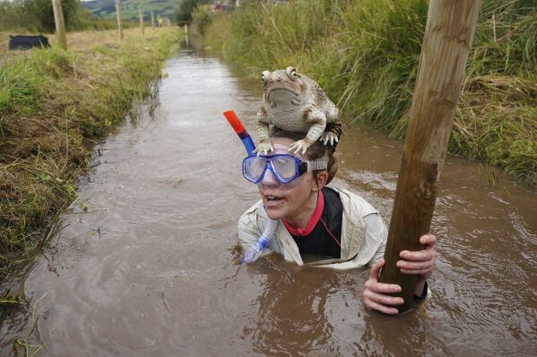 Competitors take part in the Rude Health World Bog Snorkelling Championships at Waen Rhydd peat bog in Llanwrtyd Wells, Wales, Sunday, Aug, 27, 2023. Bog snorkelling is a sporting event where competitors aim to complete two consecutive lengths of a 60 yards water-filled trench cut through a peat bog in the shortest time possible, wearing traditional snorkel, diving mask and flippers. (Ben Birchall/PA via AP)