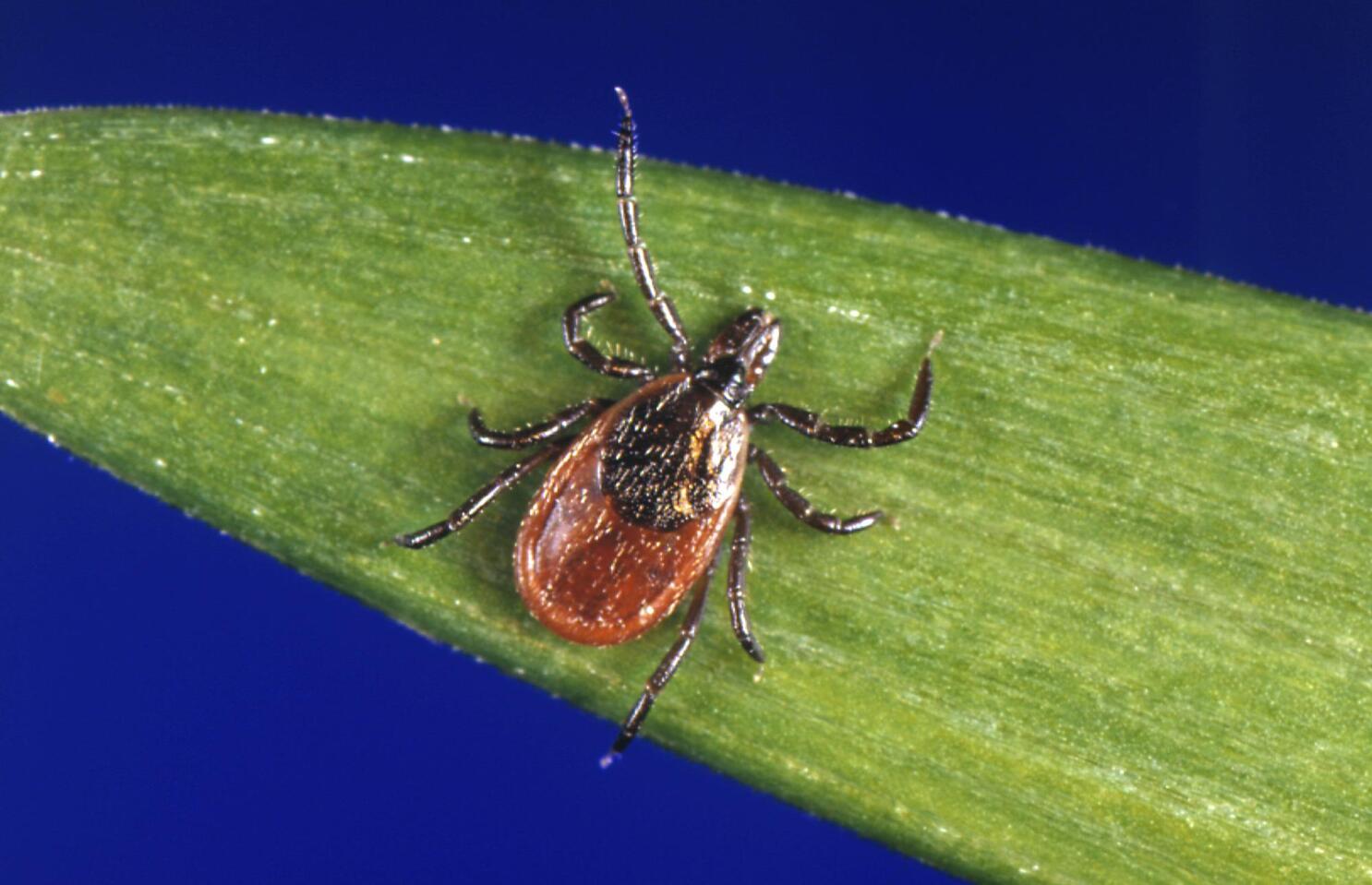 How ticks spread disease, Ticks