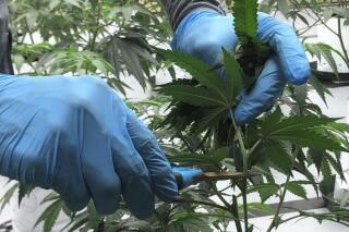 Operativo contra cultivo ilegal de marihuana en Fresno