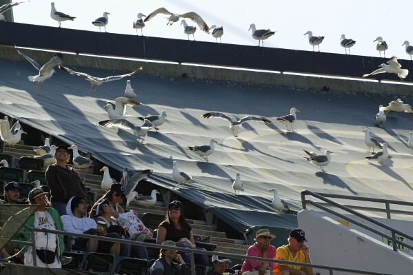 FILE - Seagulls occupy the upper deck of the Oakland Coliseum with Oakland Athletics fans during team's baseball game against the Seattle Mariners, July 8, 2012, in Oakland, Calif. The new Oakland Ballers independent baseball team is hoping to incorporate a bit of Oakland sports history in its renovated ballpark as the club prepares for the opener next month. An expansion team in the independent Pioneer League, the "B's" are inquiring about purchasing some or all of the approximately 5,000 unused bleacher seats that formerly were brought in for Oakland Raiders games. (AP Photo/Ben Margot,FIle)