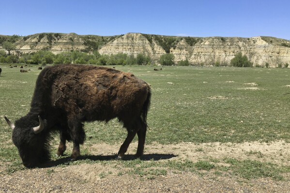 FILE - In this May 24, 2017, file photo, a bison grazes in Theodore Roosevelt National Park in western North Dakota. A bison “severely injured” a woman on Saturday, July, 15, 2023, in Theodore Roosevelt National Park, the National Park Service said in a news release Tuesday, July 18. (AP Photo/Blake Nicholson, File)