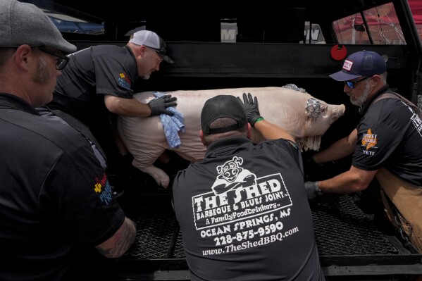 Shaun Stecklein, left, Jeff Fritz, Nick Ray and Buddy Aucoin, right, of The Shed BBQ and Blues Joint team load a whole hog into a cooker as they compete at the World Championship Barbecue Cooking Contest, Friday, May 17, 2024, in Memphis, Tenn. (Ǻ Photo/George Walker IV)