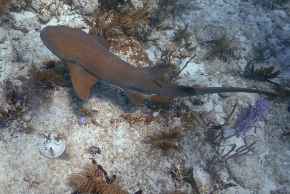 A nurse shark swims past a newly placed "cookie", lower left, containing three coral fragments, Friday, Aug. 4, 2023, on Paradise Reef near Key Biscayne, Fla. (AP Photo/Wilfredo Lee)