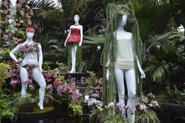 A fashion-creation inspired by nature from Dauphinette designed by Olivia Cheng in "The Orchid Show: Florals in Fashion" at The New York Botanical Garden, Saturday, Feb. 17, 2024, in the Bronx borough of New York. A mannequin, right, wears blue-green tresses of Huperzia, and Echeveria, on a staircase of orchids. The mannequin's dress in back has green decorative elements that are beetles with hanging Senecio peregrinus "String of Dolphins" succulents. (APPhoto/Pamela Hassell)