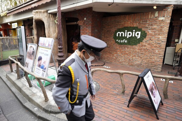 A security person walks in front of a mipig cafe, Wednesday, Jan. 24, 2024, in Tokyo. (AP Photo/Eugene Hoshiko)