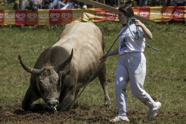 A girl prepares her bull prior to the start of the bullfights in Bijelo Polje, Bosnia, Sunday, May 11, 2025. (AP Photo/Armin Durgut)