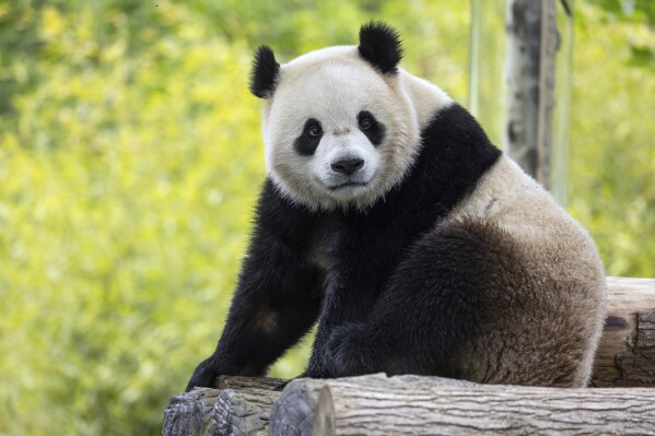 Two-year-old male giant panda Bao Li in his habitat at Shenshuping Base in Wolong, China, May 16, 2024. Two new giant pandas are returning to Washington’s National Zoo from China this year. The announcement from the Smithsonian Institution on Wednesday comes about half a year after the zoo sent its three pandas back to China. (Roshan Patel, Smithsonian’s National Zoo and Conservation Biology Institute via AP)