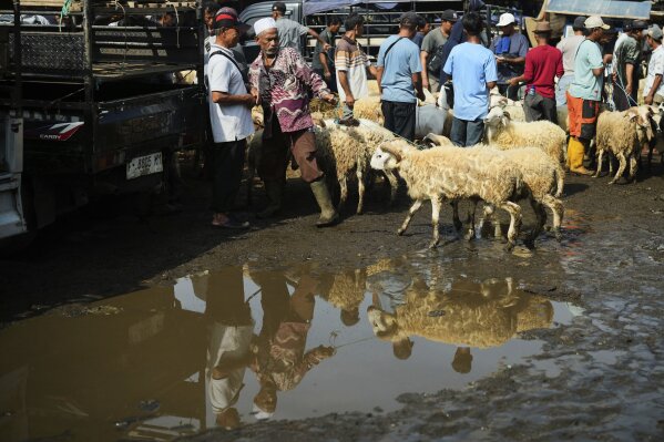 A man pulls sheep he just bought ahead of Eid al-Adha festival, at a livestock market in Jonggol, West Java, Indonesia, Monday, June 2, 2025. (AP Photo/Achmad Ibrahim)