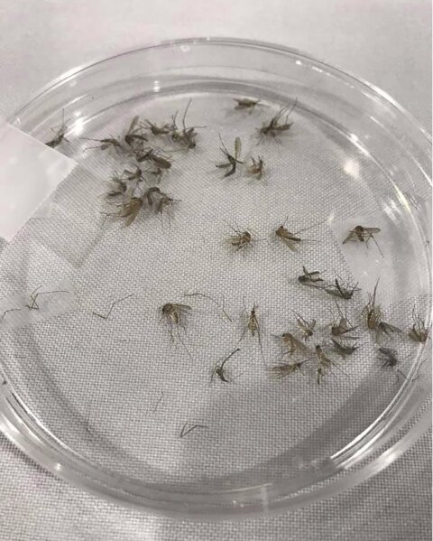 This 2019 photo provided by the Washtenaw County Health Department in Michigan shows a petri dish used to identify mosquito species likely to carry disease. In 2020, mosquito samples aren’t being collected by the county because the health department didn’t have the staff or ability to hire and train summer interns who would typically perform the work. (Washtenaw County Health Department via AP)