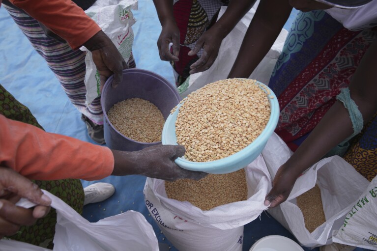 2024年3月22日金曜日、ジンバブエ南西部のマンウェー地域の食糧支援イベントで女性がエンドウ豆を分けます。 新しい干ばつのために、南アフリカでは数百万人が飢餓に直面しました。 もっと有害です。  （AP写真/Tsvangirayi Mukwazhi）
