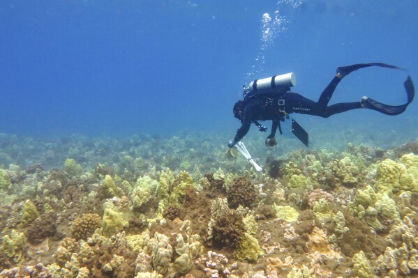 This March 21, 2018, photo provided by The Nature Conservancy, Hawai'i and Palmyra shows a diver near coral near Launiupoko about 5 kms south of Lahaina off the island of Maui, Hawaii. (Julia Rose/TNC via AP)