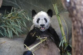 Ya Ya, a giant panda at the Memphis Zoo, eats bamboo, April 8, 2023, in Memphis, Tenn. Ya Ya began its trip to China on Wednesday, April 26, from the Memphis Zoo, where it has spent the past 20 years as part of a loan agreement. (AP Photo/Karen Pulfer Focht, File)
