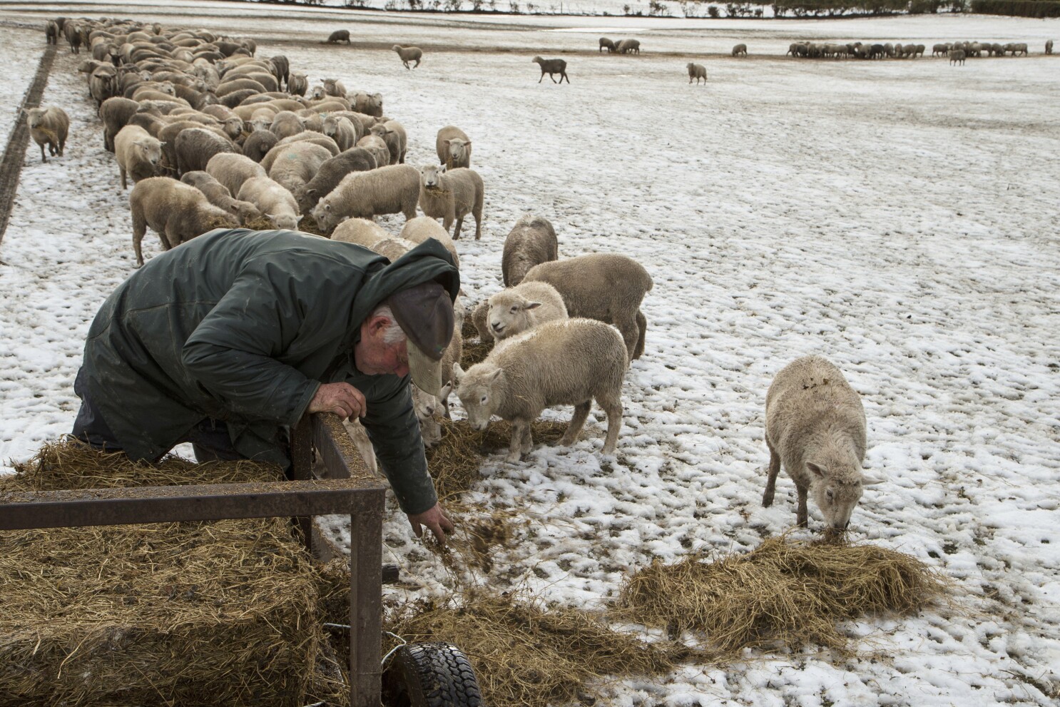 Yes, New Zealand still has more sheep than people. But humans are catching up