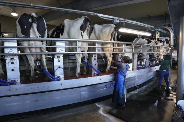 Workers tend to cows in the milking parlor at the Flood Brothers Farm, Monday, April 1, 2024, in Clinton, Maine. Foreign-born workers make up fully half the farm's staff of nearly 50, feeding the cows, tending crops and helping collect the milk — 18,000 gallons every day. (AP Photo/Robert F. Bukaty)