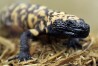 FILE - A Gila monster is displayed at the Woodland Park Zoo in Seattle, Dec. 14, 2018. A 34-year-old Colorado man has died on Friday, Feb. 16, 2024, after being bitten by his pet gila monster in a very rare occurrence. Gila monster bites are often painful to humans, but normally aren't deadly, experts say. (APPhoto/Ted S. Warren, File)