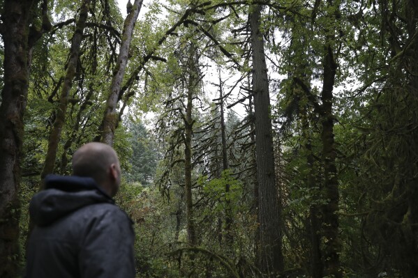 Property manager James Bailey looks at a dead Douglas fir among several dead western red cedars at Magness Memorial Tree Farm in Sherwood, Ore., Wednesday, Oct. 11, 2023. Firmageddon and Douglas fir die-offs have been linked to a combination of drought weakening trees and insect pests moving in for the kill. (APPhoto/Amanda Loman)