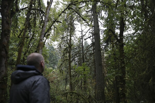 Property manager James Bailey looks at a dead Douglas fir among several dead western red cedars at Magness Memorial Tree Farm in Sherwood, Ore., Wednesday, Oct. 11, 2023. Firmageddon and Douglas fir die-offs have been linked to a combination of drought weakening trees and insect pests moving in for the kill. (AP Photo/Amanda Loman)