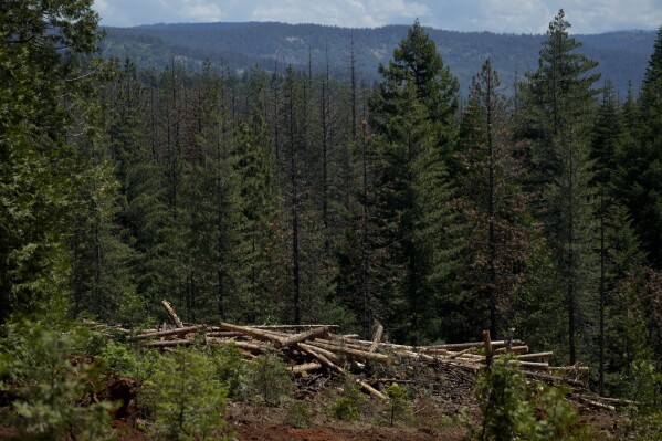 Cut down trees are visible at the site of a timber sale in the Tahoe National Forest, June 6, 2023, near Camptonville, Calif. (AP Photo/Godofredo A. Vásquez, File)