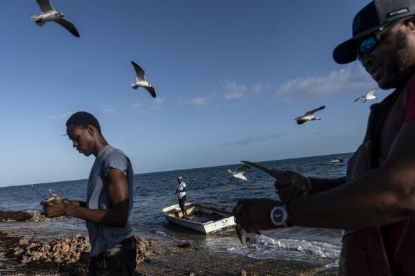 Joey Bullard, left, and Garnet Armbrister prepare fresh conch meat to bring to a fish market Saturday, Dec. 3, 2022, in West End, Grand Bahama Island, Bahamas. The conch are often cracked open with a hammer on the beach soon after they're harvested, the meat swiftly removed and the shells discarded. (AP Photo/David Goldman)