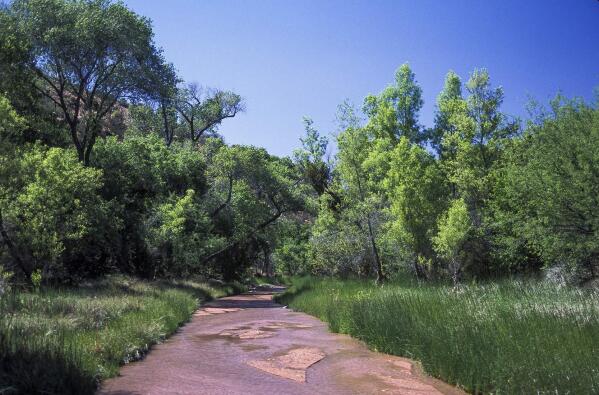 In this undated photo provided by Center for Biological Diversity shows the Red Creek, a tributary of the Verde River watershed in the Tonto National Forest, in Arizona. The U.S. Fish and Wildlife Service and the Forest Service agreed to do more to keep cattle from grazing in sensitive habitat for threatened and endangered species in the Verde River watershed, settling a lawsuit by environmental groups. The settlement was approved on Wednesday, Oct. 13, 2021 by a federal judge in Phoenix.(Robin Silver/Center for Biological Diversity via AP)