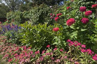 This Sept. 3, 2020, photo provided by Jessica Damiano shows a mixed garden border blooming in Old Westbury, NY. (Jessica Damiano via AP)