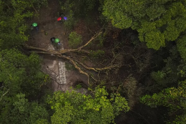 Villagers stand near a large, fallen tree in Mawphlang sacred forest, one of the most renowned in Meghalaya, a state in northeastern India, Friday, Sept. 8, 2023. Sacred stones in Mawphlang have served as recipients of chants, songs and prayers for centuries. (AP Photo/Anupam Nath)