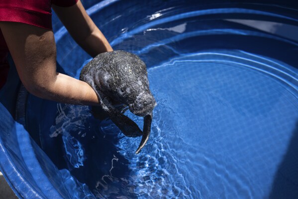 Coral, a rescued manatee, receives healing cream from an assistant at a pool at Bicho d'Agua project facilities in Castanhal, Brazil, Sunday, March 23, 2025. (AP Photo/Jorge Saenz)