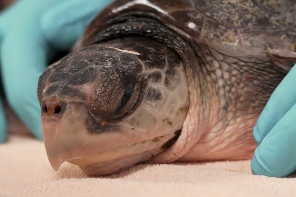 This photo provided by Clearwater Marine Aquarium shows a Kemp's ridley cold stunned sea turtle, in Clearwater, Fla. Fifty-two endangered Kemp's ridley sea turtles are rehabbing at four facilities in Florida following a flight from the New England Aquarium in Massachusetts. The turtles arrived in Tampa on Tuesday, Dec. 5, 2023, and 16 were sent to Clearwater Marine Aquarium, officials said. (Clearwater Marine Aquarium via 鶹ýapp)