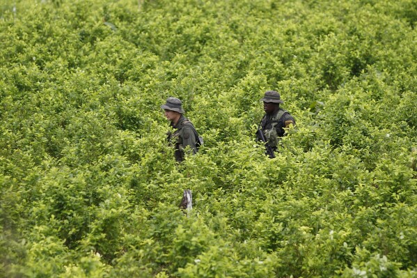 FILE - In this Aug. 15, 2012 file photo, police patrol a coca field as hired farmers uproot coca shrubs as part of a manual eradication campaign of illegal crops in San Miguel on Colombia's southern border with Ecuador. The U.S. State Department confirmed on July 13, 2023 that the Biden administration has suspended satellite monitoring of coca crops in Colombia. (AP Photo/Fernando Vergara, File)