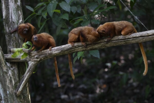 Once nearing extinction, Brazil's golden monkeys have rebounded