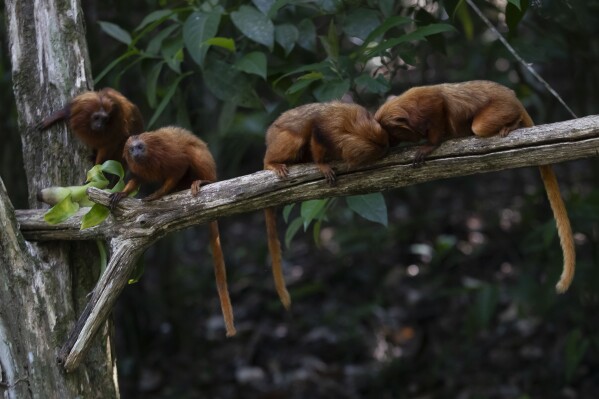 Golden lion tamarins sit on a branch as students plant tree seedlings that will form an ecological corridor to allow a safe passageway for the region's most emblematic and endangered species: the golden lion tamarin. in the rural interior of Rio de Janeiro, Silva Jardim, Brazil, Friday, Nov. 10, 2023. (AP Photo/Bruna Prado)