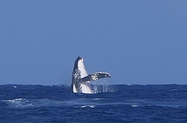 Whale Breach Seen During 2024 Olympics Surfing Semifinal | Ap News