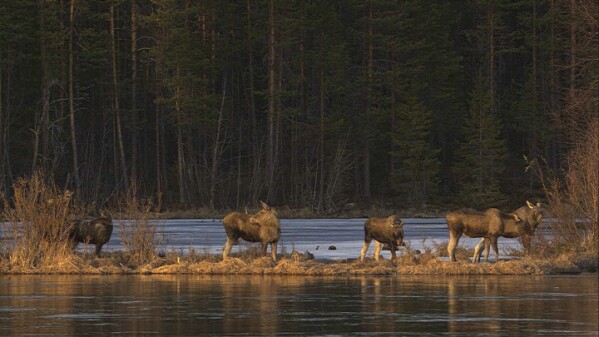 Thousands and thousands song in for 24-hour reside protection of Sweden’s epic moose migration