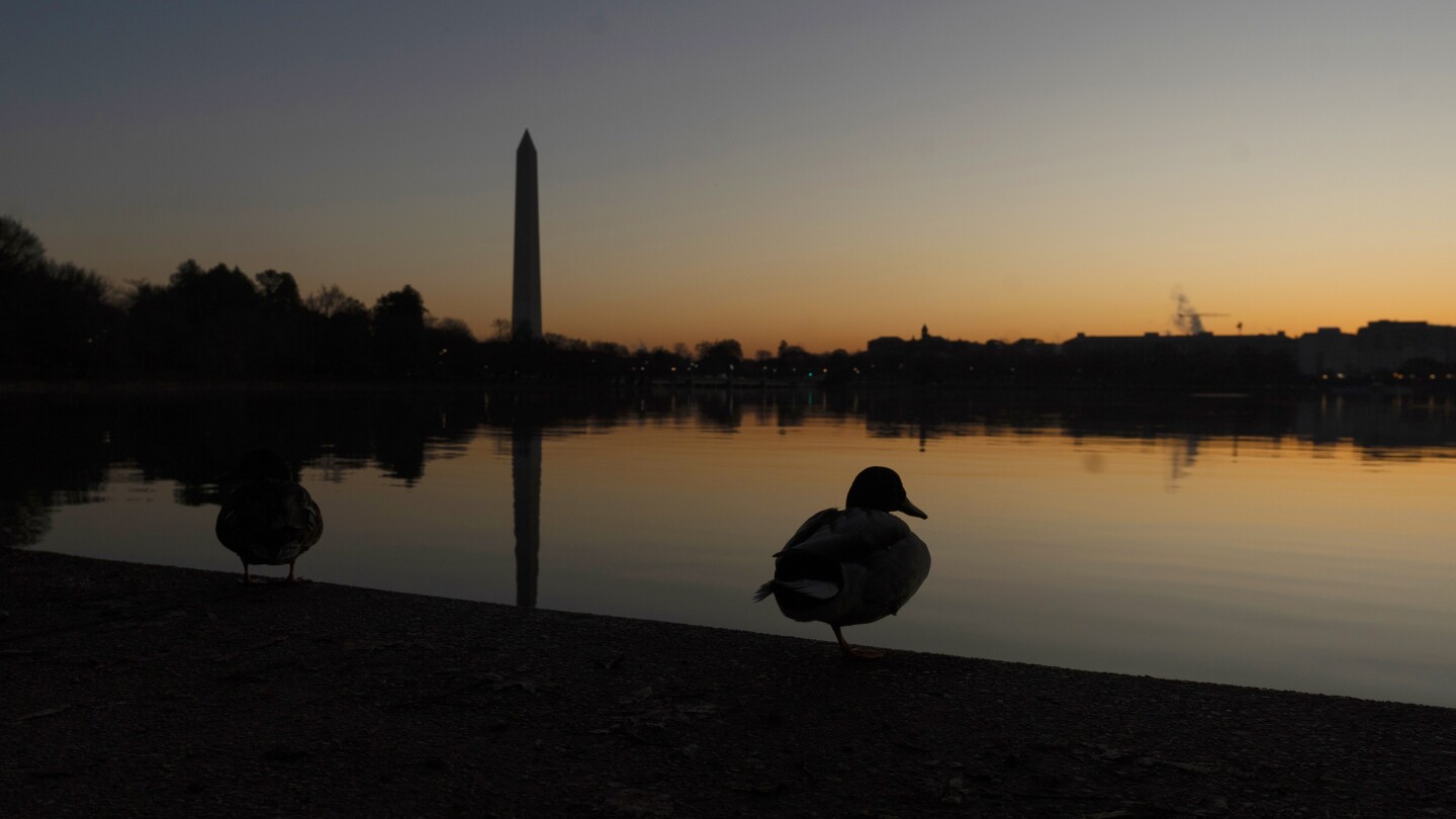 Ducks were once a conservation bright spot. Now they're declining in the US, new report shows