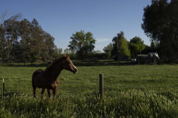 A horse stands in the yard of a home near the Kings River in the Island district of Lemoore, Calif., Thursday, April 20, 2023. The tree-lined Island District is bracing for the massive amounts of snow in the Sierra Nevada to melt into so much water this spring that it simply can't all flow into the north fork of the Kings River, which runs toward the Pacific Ocean. (AP Photo/Jae C. Hong)