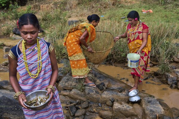 Sunita Muduli, right, from the Paroja Indigenous community, along with others, tries to catch fish in a stream during the Chaitra Parab festival, a monthlong harvest celebration in Putpondi village, Koraput district, in India's eastern state of Odisha, Tuesday, April 15, 2025. (AP Photo/Rafiq Maqbool)