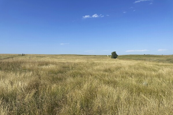 In this photo provided by the Cheyenne River Youth Project, some of the land purchased by the Native American-led nonprofit organization, is seen near Bear Butte State Park in Meade County, S.D., Aug. 22, 2023. The Cheyenne River Youth Project announced, Thursday, April 11, 2024, that it purchased nearly 40 acres (16.2 hectares) of land in the Black Hills of South Dakota amid a growing movement that seeks to return land to Indigenous people. (Julie A. Garreau/Cheyenne River Youth Project via AP)