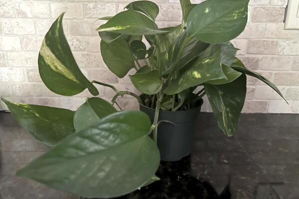 This Jan. 17, 2023, image provided by Jessica Damiano shows a vining pothos houseplant, which has toxic properties so should be kept away from children. (Jessica Damiano via AP)