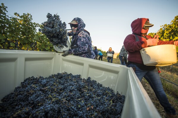 FILE - A crew of vineyard workers pick cabernet franc grapes as the sun rises at Seven Hills Vineyard in Milton-Freewater, Ore., Tuesday, Sept. 29, 2020. The U.S. West Coast produces over 90% of America's wine, but the region is also prone to wildfires — a combustible combination that spelled disaster for the wine industry in 2020 and one that scientists are scrambling to neutralize. (Greg Lehman/Walla Walla Union-Bulletin via AP, File)