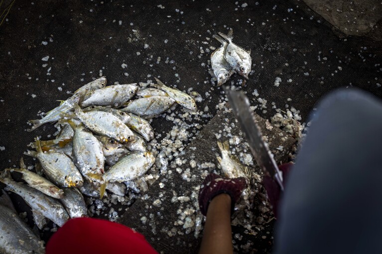 A resident cleans fish before selling them in Tanah Kuning village, near the site for the future development of the Kalimantan Industrial Park Indonesia in Bulungan, North Kalimantan, Indonesia, Wednesday, Aug. 23, 2023. (AP Photo/Yusuf Wahil)