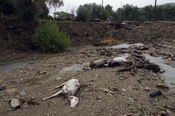 FILE - Dead animals lie on the mud after heavy rains in Volos, central Greece, on Sept. 6, 2023. The storms flooded 720 square kilometers (72,000 hectares), mostly prime farmland, totally destroying crops. They also swamped hundreds of buildings, broke the country's railway backbone, savaged local roads and bridges and killed tens of thousands of livestock. Thessaly accounts for about 5% of national economic output, and a much larger proportion of agricultural produce. (AP Photo/Thodoris Nikolaou, File)