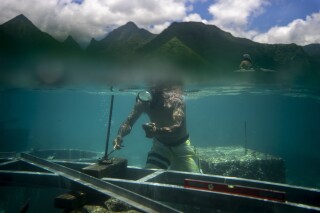 A worker inspects the permanent foundations being constructed on the coral reef for a judging tower to be used during the Olympic Games surf competition in Teahupo'o, Tahiti, French Polynesia, Friday, Jan. 12, 2024. The size of the judging tower has been scaled back and new infrastructure plans are being drawn up to minimize the need for new construction. (AP Photo/Daniel Cole)