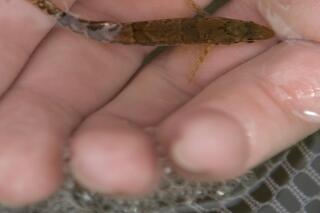 FILE - This April 9, 2008 file photo shows a snail darter in Knoxville, Tenn. The snail darter, a tiny fish that notoriously blocked a federal dam project in Tennessee decades ago, should no longer be on the endangered species list, federal officials announced on Tuesday, Aug. 31, 2021. (Joe Howell/Knoxville News Sentinel via AP)