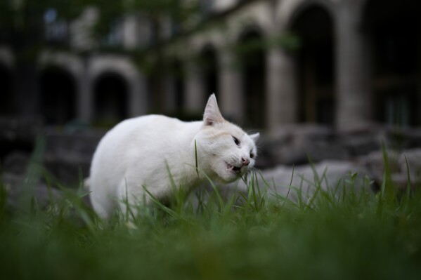 Coco nibbles on a blade of grass in a National Palace courtyard, in Mexico City, Thursday, March 4, 2024. Nineteen feral cats have free rein of Mexico's National Palace, long roaming the gardens and historic colonial halls of the most iconic buildings in the country. (AP Photo/Eduardo Verdugo)