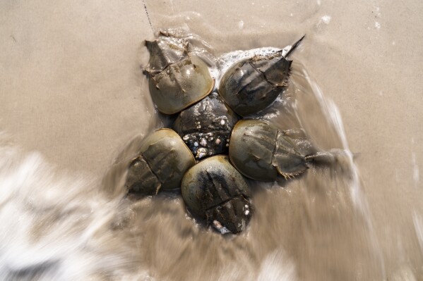 FILE - Horseshoe Crabs gather at Pickering Beach in Dover, Del., June 11, 2023. In a ruling Monday, Aug. 7, the federal government is shutting down the harvest of horseshoe crabs in a national wildlife refuge during the spawning season to try to give the animal a chance to reproduce. Fishermen harvest horseshoe crabs so the animals can be used as bait and so their blood can be used to make medical products. (AP Photo/Matt Rourke, File)