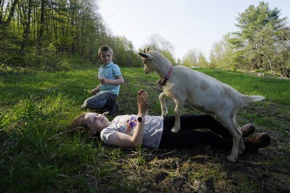 Soraya Holden plays with a goat named Tea Cup as her brother Jack watches, Thursday, May 12, 2022, in Proctor, Vt. After fleeing one of the most destructive fires in California, the Holden family wanted to find a place that had not been so severely affected by climate change and chose Vermont. (AP Photo/Charles Krupa)