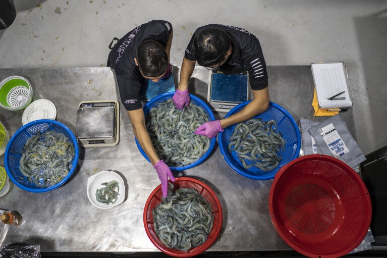 Jordan Chia, left, and Owen Wong, bag freshly harvested shrimp to be delivered to clients the same day at Vertical Oceans, an indoor aquaculture company in Singapore, Friday, July 21, 2023. Large stackable tanks inside a warehouse raise translucent-blue shrimp. The company has developed a filtration system that relies on algae to clean the water, tapping into the plant's nitrogen and carbon-removing power, allowing them to reuse it for months at a time. Vertical Ocean grows, harvests and sells its shrimp across the island. (AP Photo/David Goldman)