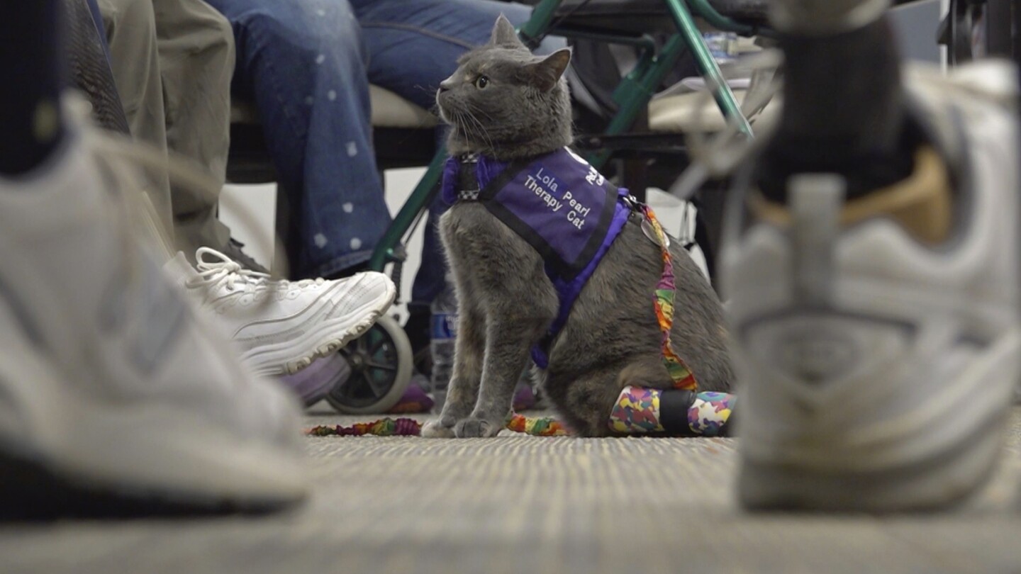 Дуото собственици на котки в Охайо споделя пътуването на ампутиран, докато помага на други чрез животинска терапия