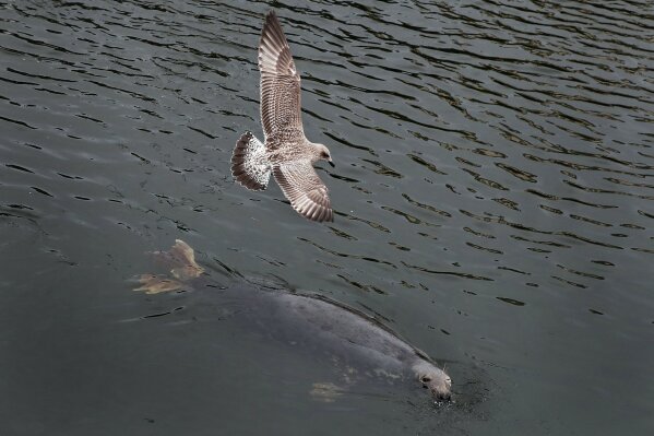 In this picture taken Tuesday, Sept 3, 2019, a grey seagull flies over a seal swimming in the harbor in Eyemouth, south coast of Edinburgh, Scotland. In their drive to uncouple Britain from the European Union, pro-Brexit campaigners have turned fishing into one of their battlegrounds. But while some seafood industry workers want out of the EU, others are alarmed at the prospect of losing frictionless access to EU consumers. (AP Photo/Francois Mori)