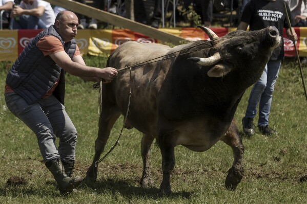 A man prepares his bull prior to the start of the bullfights in Bijelo Polje, Bosnia, Sunday, May 11, 2025. (AP Photo/Armin Durgut)